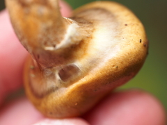 Suillus salmonicolor