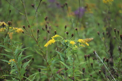 Solidago rugosa