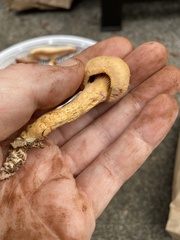 Chroogomphus tomentosus