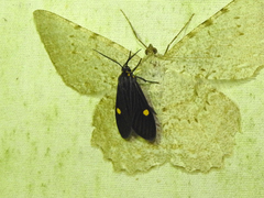Aclytia heber