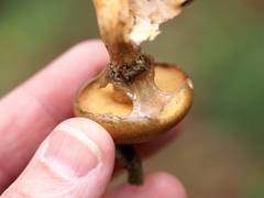 Suillus salmonicolor