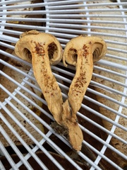 Chroogomphus tomentosus