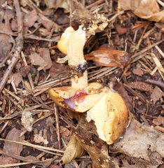 Suillus salmonicolor