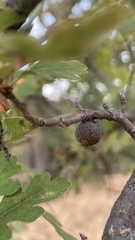 Burnettweldia washingtonensis