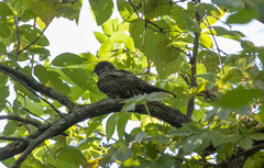 Antrostomus vociferus