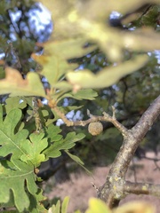 Burnettweldia washingtonensis