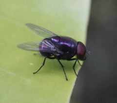 Calyptratae