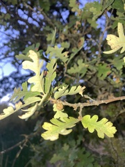Burnettweldia washingtonensis