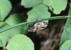 Lepyronia quadrangularis