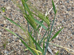 Triticeae