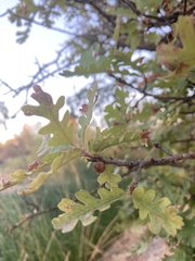 Burnettweldia washingtonensis