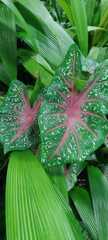 Caladium bicolor