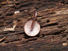 Mycena haematopus