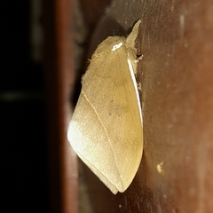 Automeris naranja