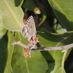 Theclinesthes serpentata