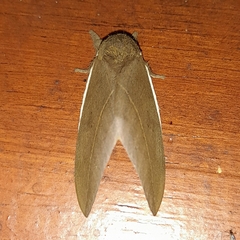 Automeris naranja