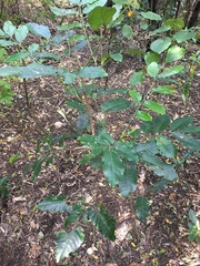 Dysoxylum spectabile