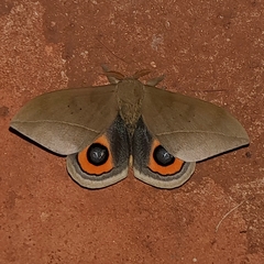 Automeris naranja