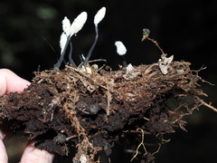 Cordyceps tenuipes