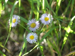 Erigeron