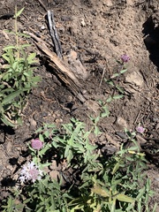 Monardella odoratissima