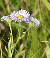 Erigeron