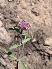 Monardella odoratissima