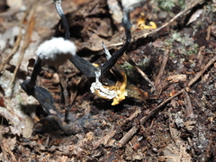 Cordyceps tenuipes