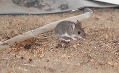 Peromyscus leucopus