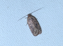 Agonopterix pulvipennella