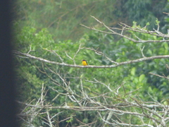 Euphonia chlorotica