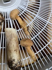 Chroogomphus tomentosus