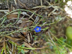 Gentiana arisanensis