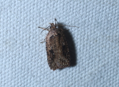 Agonopterix pulvipennella