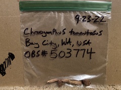 Chroogomphus tomentosus