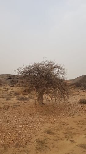 Commiphora kua