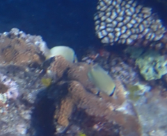 Chaetodon