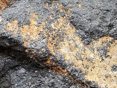 Xanthocarpia feracissima
