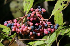 Viburnum cassinoides