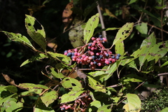 Viburnum cassinoides