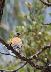 Junco phaeonotus