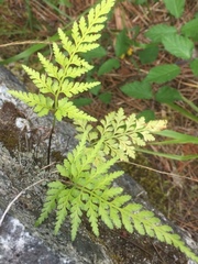 Asplenium adiantum-nigrum
