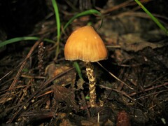 Psilocybe zapotecorum