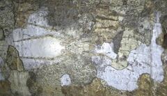 Pandercetes gracilis