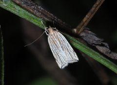 Helcystogramma hystricella
