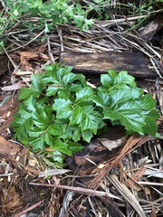 Acanthus mollis