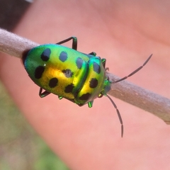 Chrysocoris