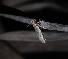 Helcystogramma hystricella