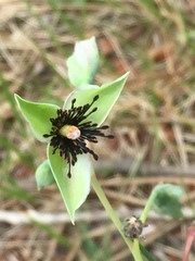 Tuberaria globulariifolia
