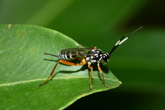 Baryceros texanus